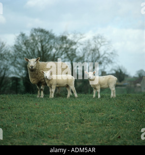 Texel ewe and two lambs on grass bank Somerset Stock Photo