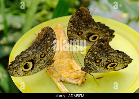 Owl Butterfly Caligo species feeding on banana in Mindo in Ecuador Stock Photo