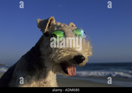 Happy dog at the beach wearing sunglasses. A cute moment Stock Photo ...