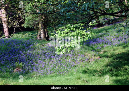 Bluebells in a woodland Stock Photo