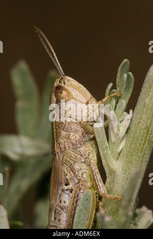 Close-up of grasshopper head Stock Photo