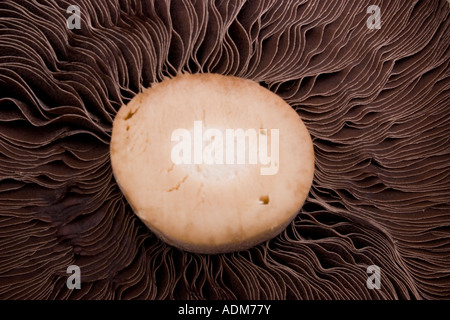 Underside of white large flat mushroom showing gills and stem Stock Photo