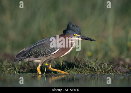 Green Heron Butorides virescens adult walking crest raised Lake Corpus Christi Texas USA May 2003 Stock Photo