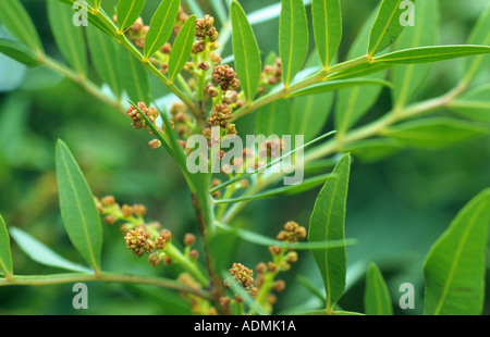 mastic (Pistacia lentiscus), inflorescences Stock Photo