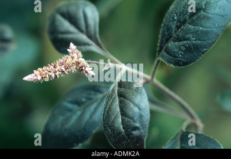 amaranth species (Aerva scandens), blossom Stock Photo