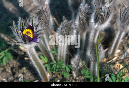 pasque flower (Pulsatilla patens), flower and buds Stock Photo