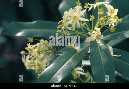 winter's bark (Drimys winteri), blooming Stock Photo