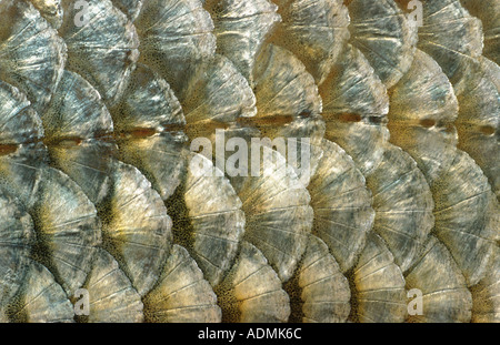 roach, Balkan roach (Rutilus rutilus, Leuciscus rutilus), side line Stock Photo