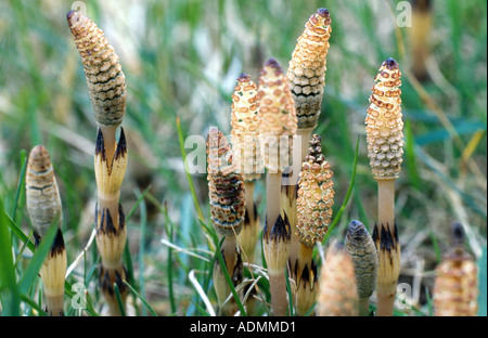 field horsetail (Equisetum arvense), fertile sprouts with conelike sporophyll, without chlorophyll Stock Photo