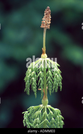 sylvan horsetail, wood horsetail, woodland horsetail (Equisetum sylvaticum), fertile sprout with conelike sporophyll