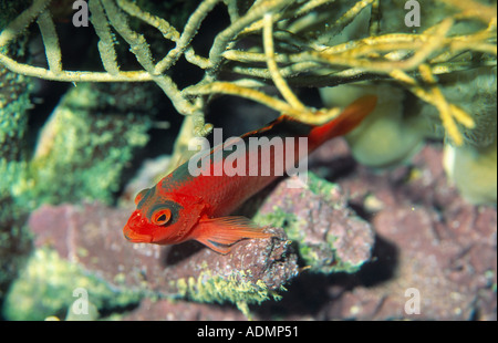 flame hawkfish, brilliant red hawkfish (Neocirrhites armatus) Stock Photo