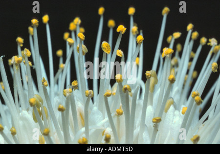 blood lily, cape tulip (Haemanthus katherinae (Scadoxus multiflorus ssp. katherinae)), white form, detail of stamens Stock Photo