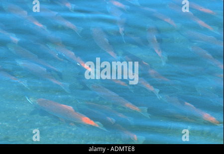 sockeye salmon, sockeye, kokanee, blue back (Oncorhynchus nerka), fish swarm in breeding season in the Brooks River, USA, Alask Stock Photo
