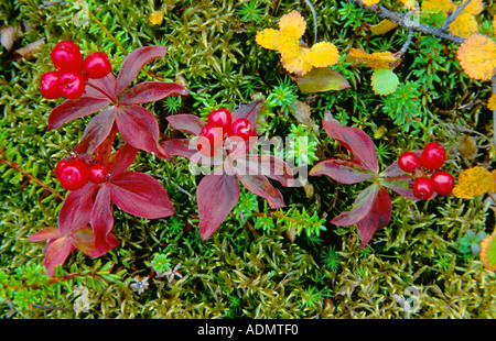 bunchberry, dwarf cornel (Cornus canadensis), in autumn  with berries, USA, Alaska, Denali National Park Stock Photo