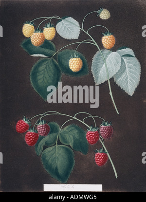 Rubus idaeus raspberry Stock Photo