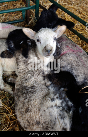 THREE LAMBS IN A PEN UK Stock Photo