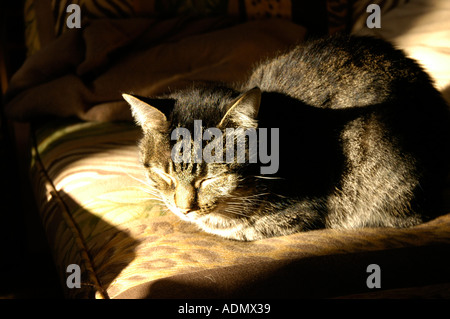 Cat sleeping in sun Stock Photo