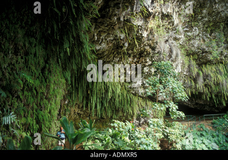 Fern grotto the Natural Lava Rock Amphitheatre on the Wailua River Kauai Hawaii Stock Photo