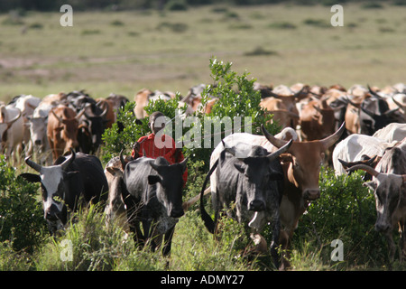 Masai men cattle farmer Tanzania Stock Photo