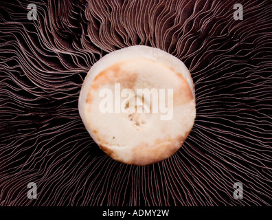 Underside of flat button mushroom showing gills and stem Stock Photo