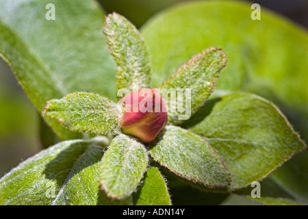 Cydonia oblonga, Quince blossom in an English orchard Stock Photo