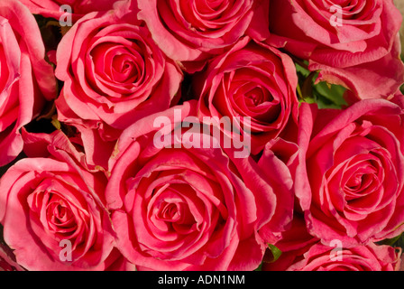 Cluster of red roses close up Stock Photo