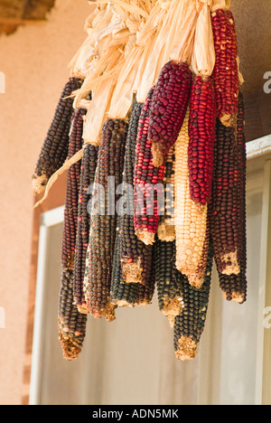 Stalks of Native American Indian corn Stock Photo