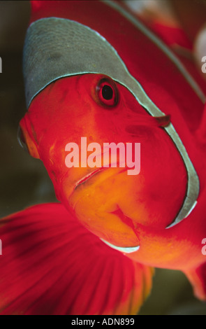Close up of spine cheek anemonefish face Premnas biaculeatus from Kimbe Bay Papua New Guinea Stock Photo
