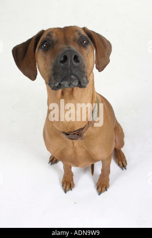 A vertical shot of a Rhodesian Ridgeback in the garden Stock Photo - Alamy