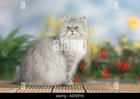 Persian Cat, silver-shaded-tortie side Stock Photo