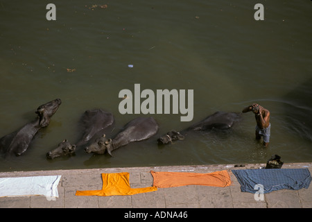 India Uttar Pradesh Varanasi Ganges River water buffalo man bathing Stock Photo