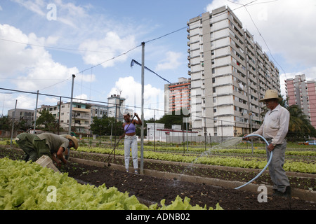 People working at Organiponico La Sazon urban farm Havana Cuba Stock Photo