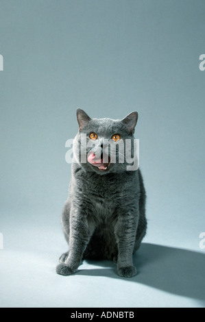 British Shorthair Cat, tomcat, blue Stock Photo