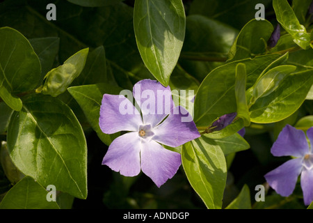 Greater periwinkle, Vinca major, Garden plant, Stock Photo