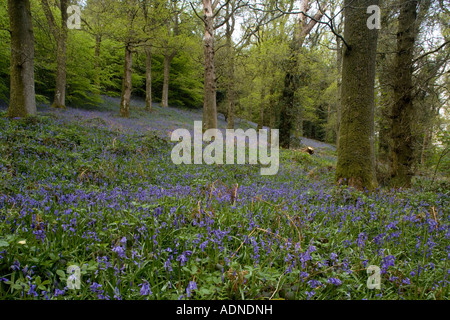 Bluebell wood (Hyacinthoides non scripta) near Bala, North Wales, UK Stock Photo