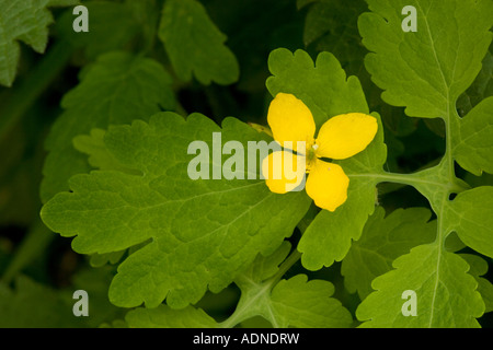 Greater celandine (Chelidonium majus) in flower, close-up Stock Photo