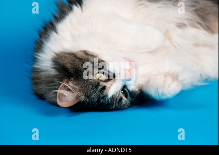 Norwegian Forest Cat, black-tabby-mackerel-white Stock Photo