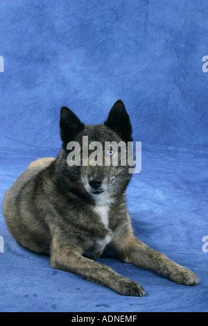 Mixed Breed Dog, odd-eyed Stock Photo