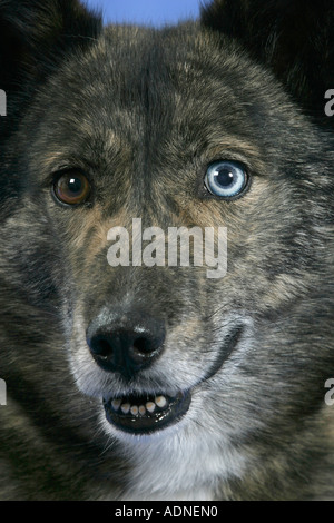 Mixed Breed Dog, odd-eyed Stock Photo
