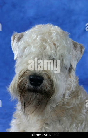 Irish Soft Coated Wheaten Terrier Stock Photo