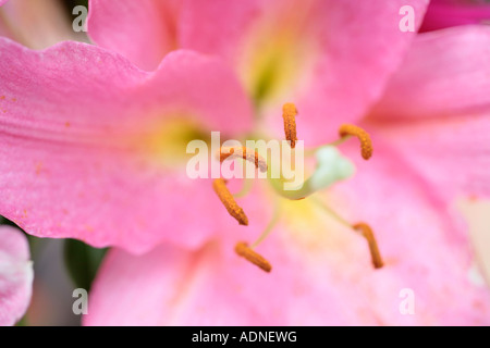 Macro shot of Stargazer Lily flower
