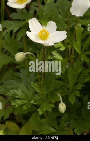 Snowdrop windflower Anemone sylvestris in Sweden Stock Photo