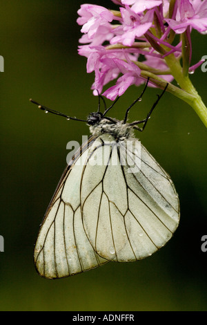 Black veined white butterfly (Aporia crataegi) on Pyramidal orchid (Anacamptis pyramidalis) after rain, close-up, Greece, Europe Stock Photo