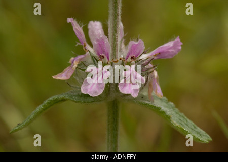 Downy woundwort Stachys germanica, very rare in UK Stock Photo