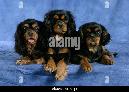 Cavalier King Charles Spaniel, black-and-tan, pair with puppy Stock Photo