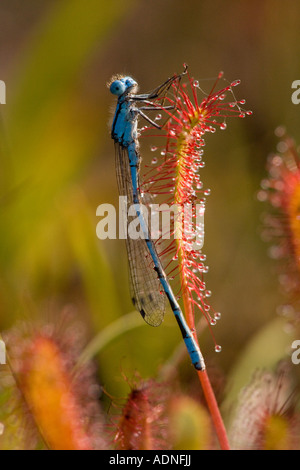 Common blue damselfly (Enallagma cyathigerum) caught on Great Sundew (Drosera anglica) leaf, Dorset, England, UK