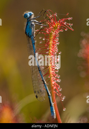 Common blue damselfly or common bluet Enallagma cyathigera caught on Great Sundew Drosera anglica leaf Dorset