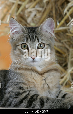 Norwegian Forest Cat, black-tabby-mackerel Stock Photo