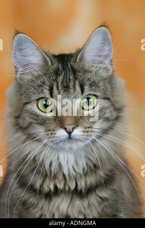 Norwegian Forest Cat, black-tabby-classic Stock Photo