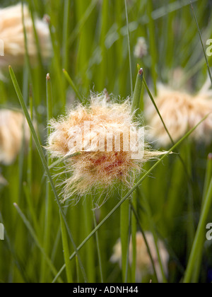 yellow orange cotton grass blossom flower ERIOPHORUM RUSSEOLUM  Stock Photo